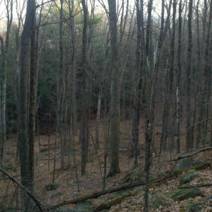 Hardwood forest on Colby Hill.