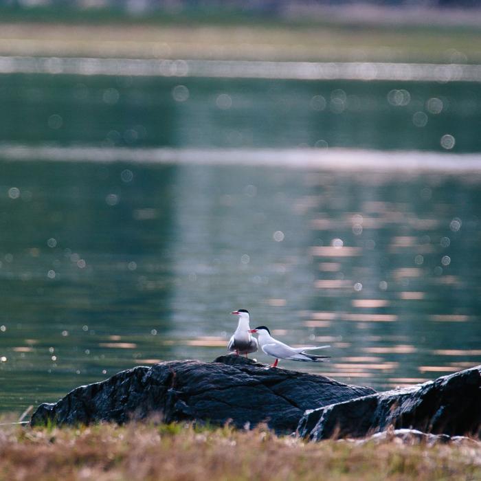 Terns at Creek Farm in Portsmouth