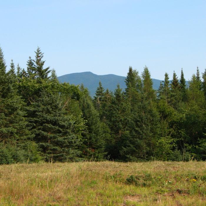 A mountain in the distance from a green spruce forest.