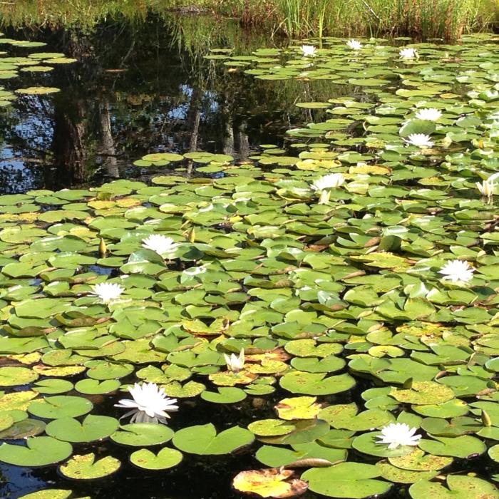Lily pads on a pond.