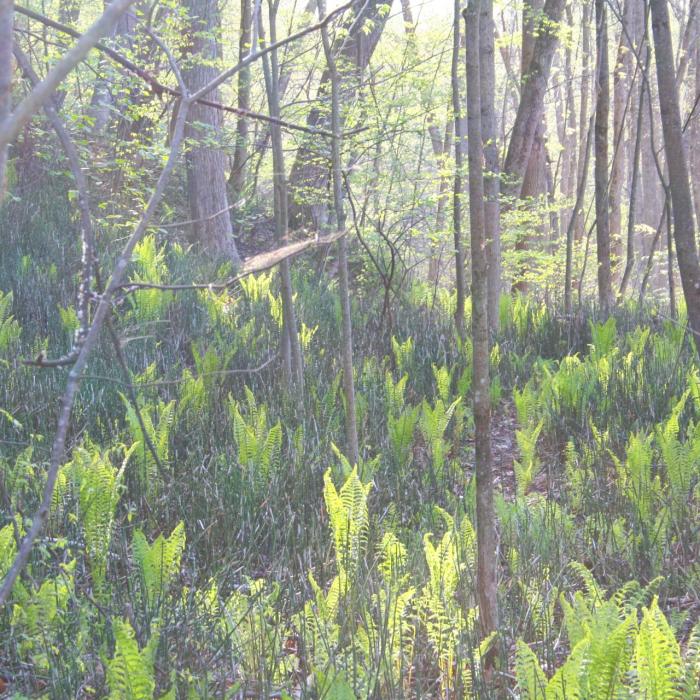 Trees on the floodplain.