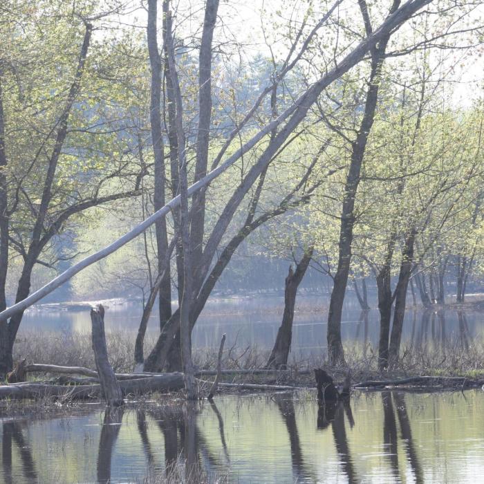 Trees overlooking the Merrimack River floodplain.