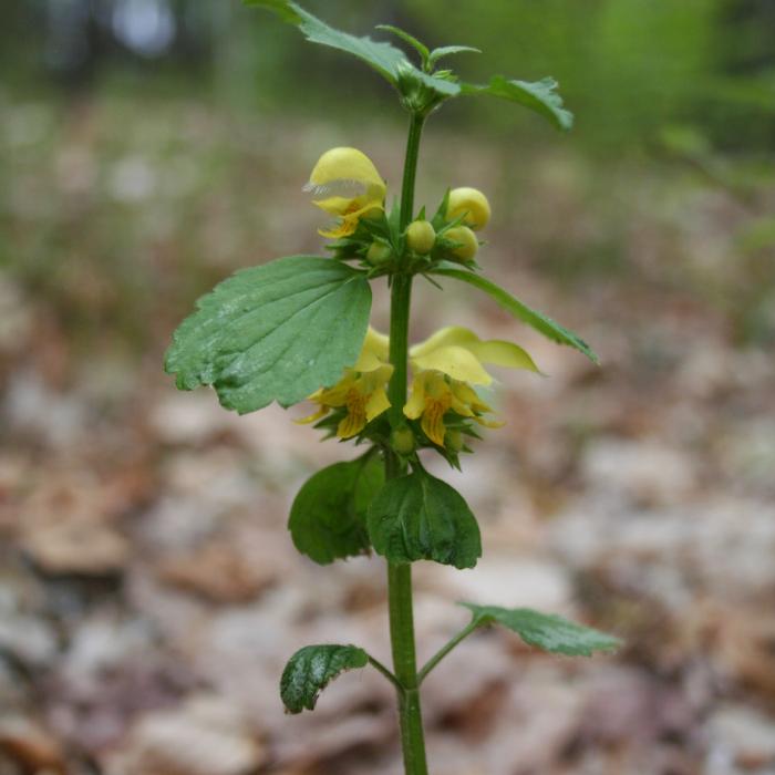 A yellow wildflower on the floodplain.