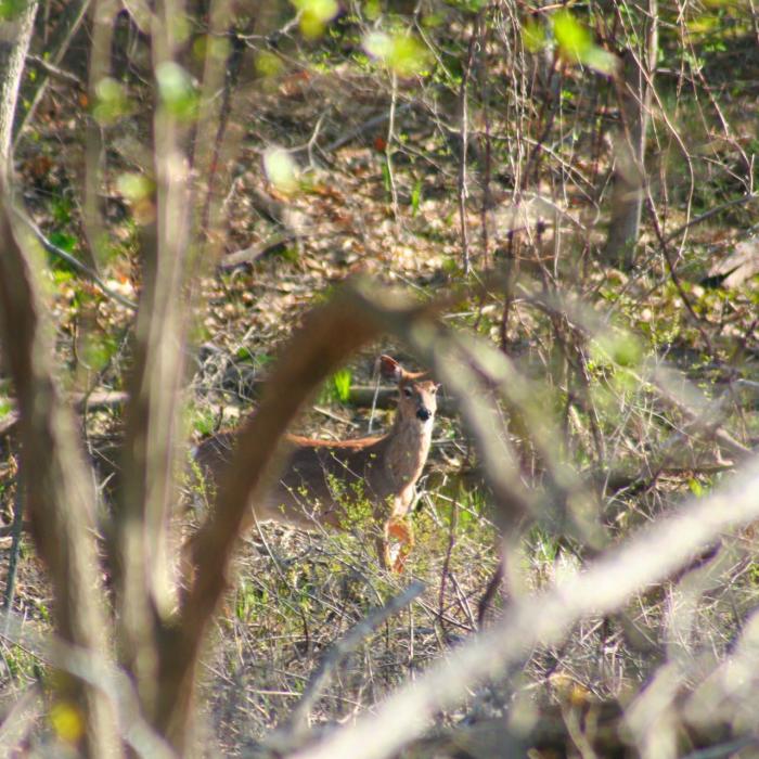 A deer in the forest on the floodplain.