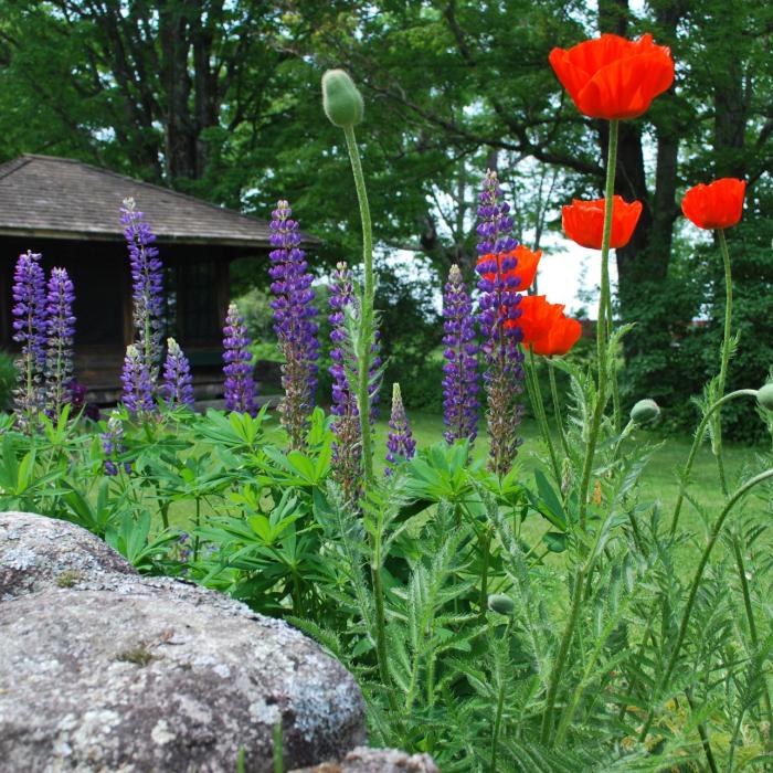 Formal gardens at The Rocks.