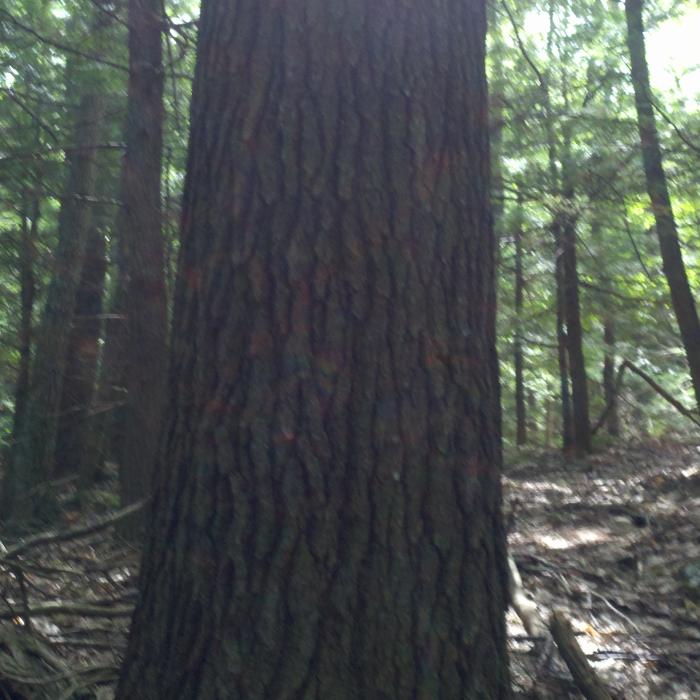 Eastern White Pine Tree