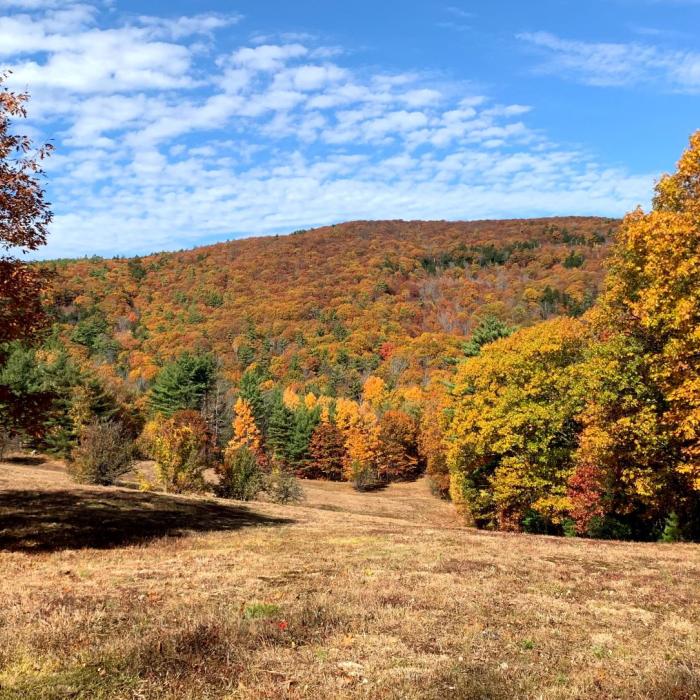 Trees and field landscape with autumn leaves and colors.