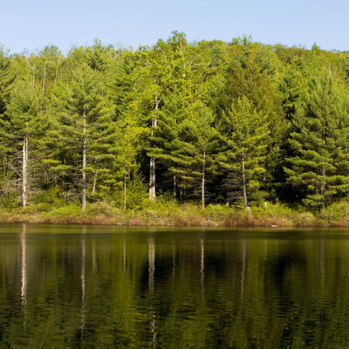 Green water reflects a stand of trees at Moose Mountains.