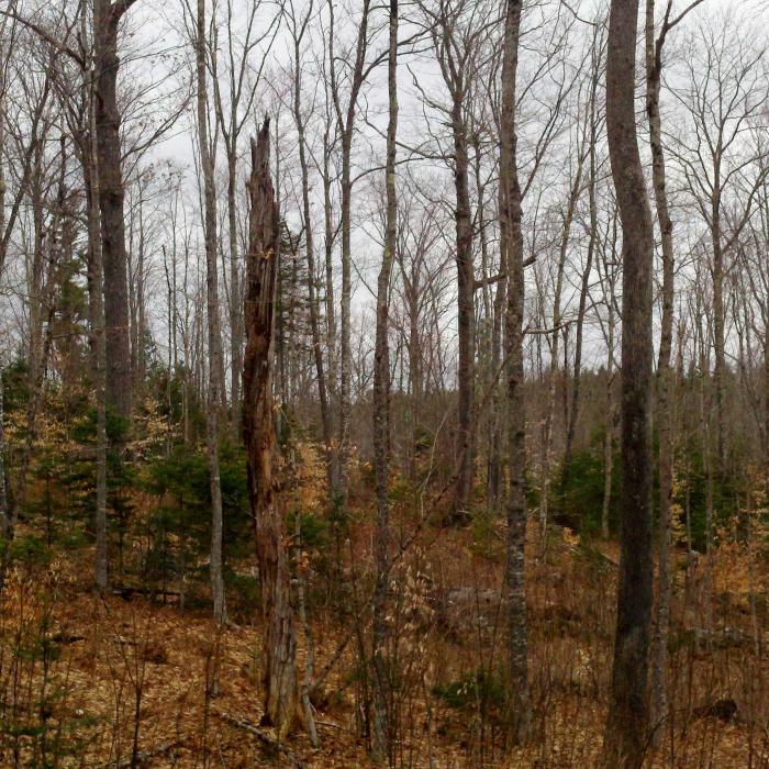 autumn forest habitat Haffenreffer Forest