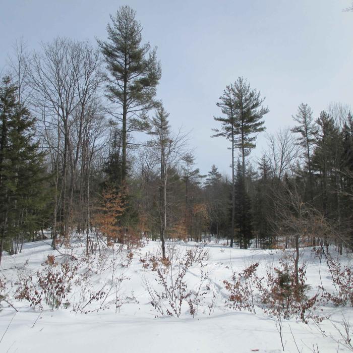 winter forest scene