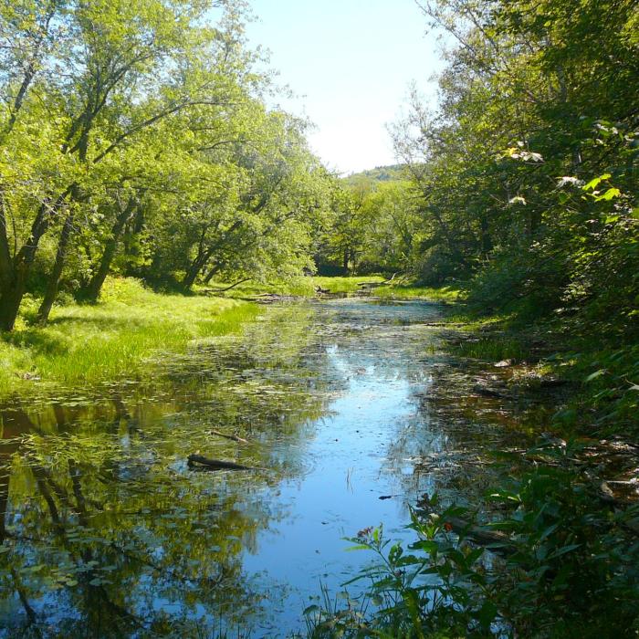 A brook surrounded by forest.