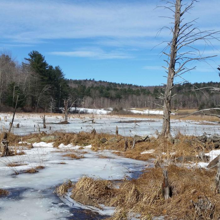 frozen winter wetlands