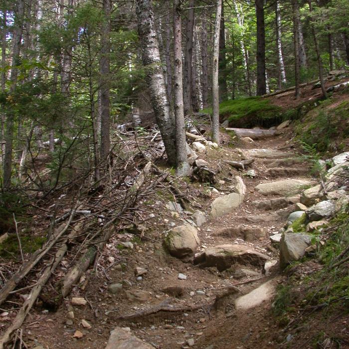 A trail through a forest.