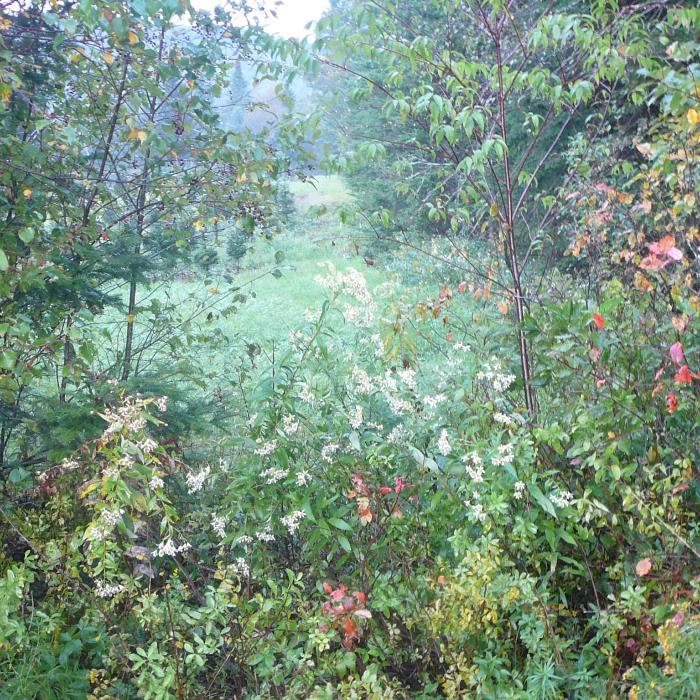 foliage in pathway