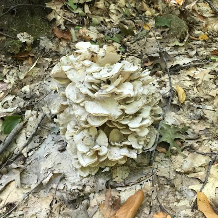 unusual mushroom on forest floor