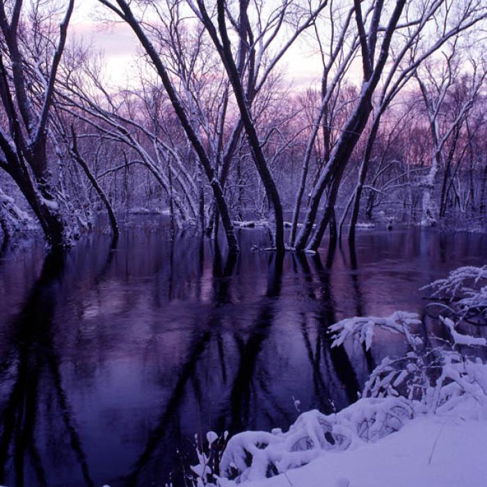 A view of McCabe Forest frosted over in the winter.