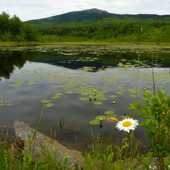 A pond with lily pads with Monadnock in the background.