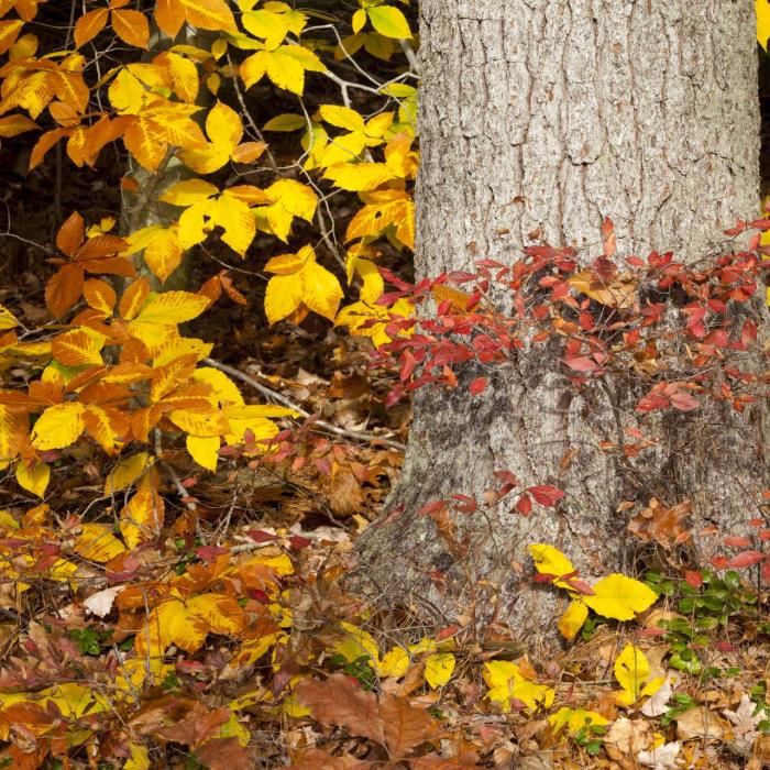 Yellow fall foliage in the forest.