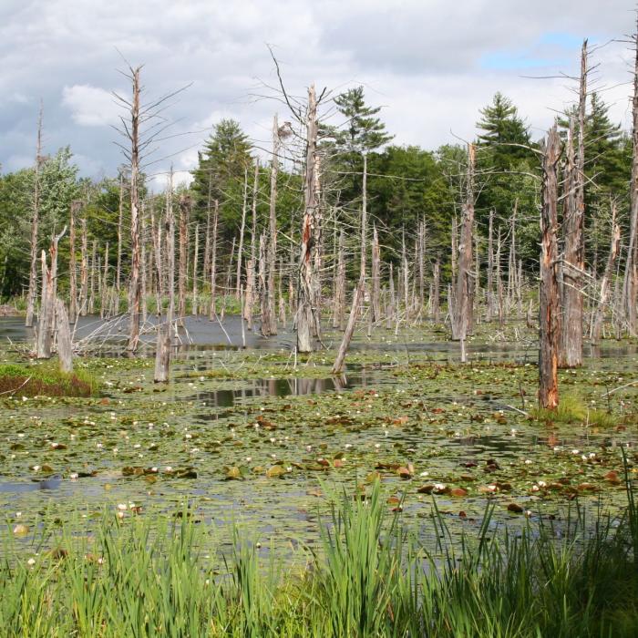 Old tree snags jut from a pond.