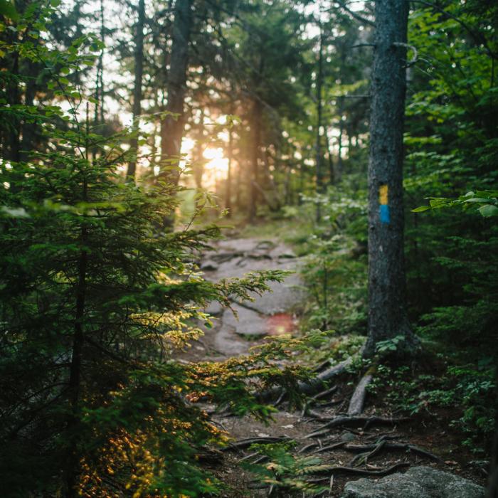 Belknap Range Trail and Brook Trail at Mount Major