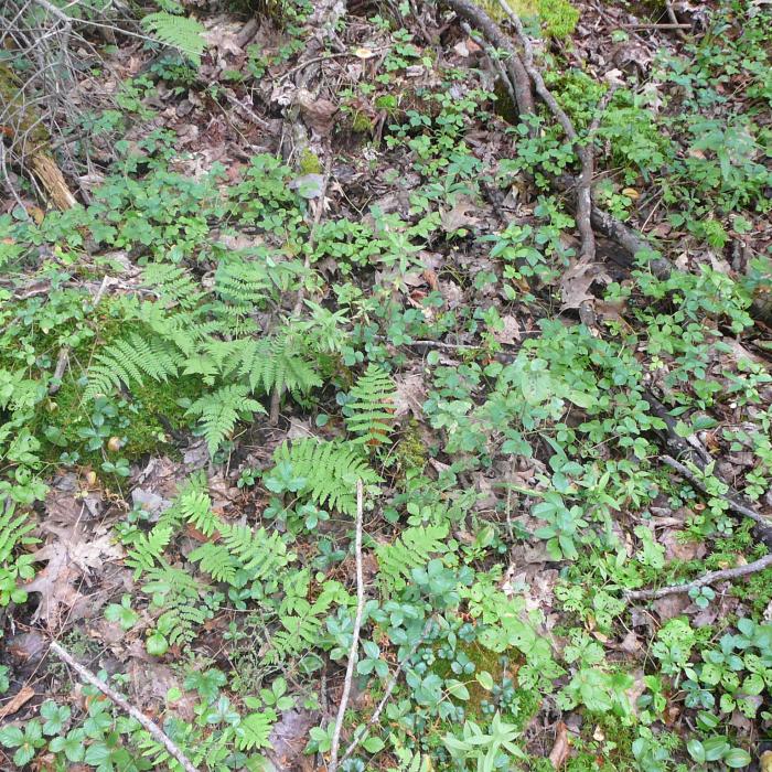 ferns on forest floor