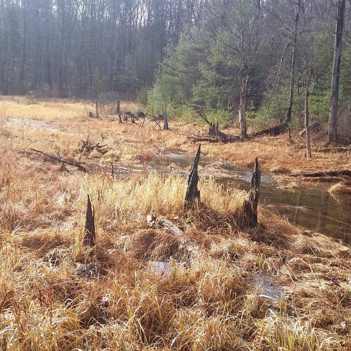 late season wetland area 