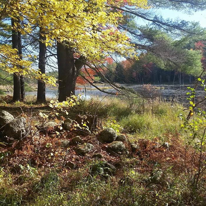 autumn foliage scene next to water