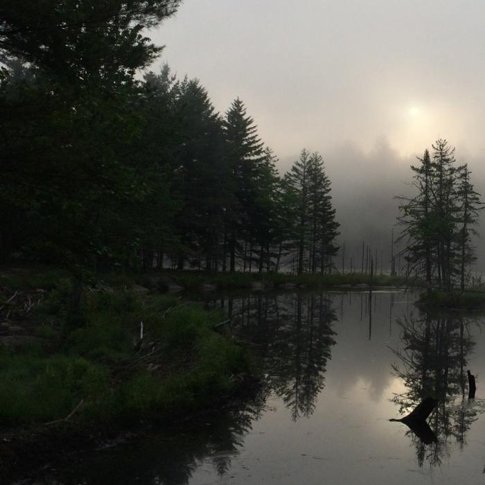 Foggy sunrise at a wetland at Rasmussen Forest