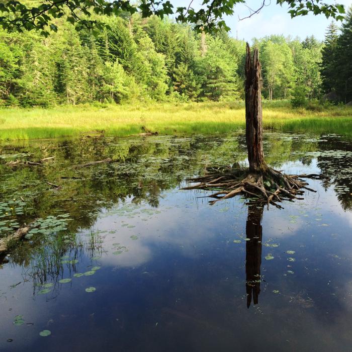 Wetland at Rasmussen Forest by Tim Kendrick