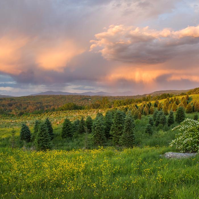 A spring storm fades over the White Mountains, as seen from the Christmas tree fields at The Rocks.
