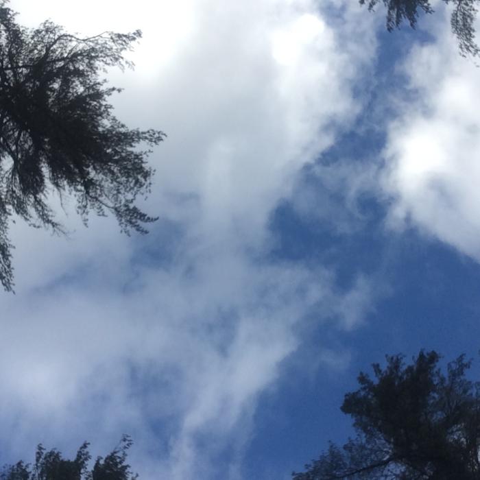 looking skyward with white pines above