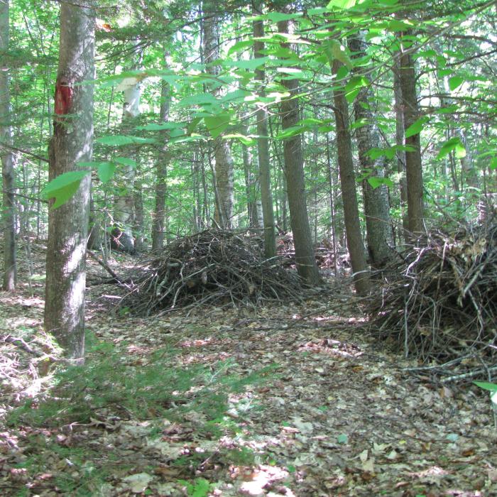 wildlife habitat brush piles