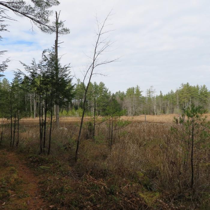 end of season open forest scene