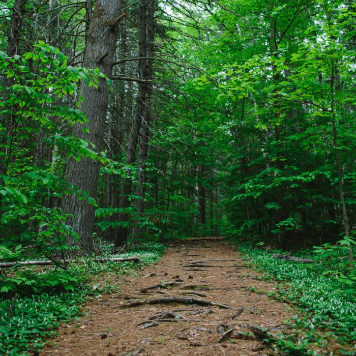 Sunset Hill Trail at Hay Reservation in Newbury