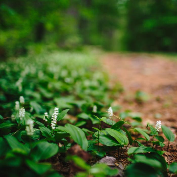 False lily of the valley at Hay Reservation in Newbury