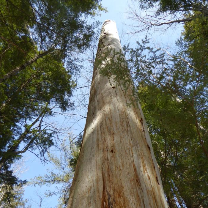 tall pine tree without bark