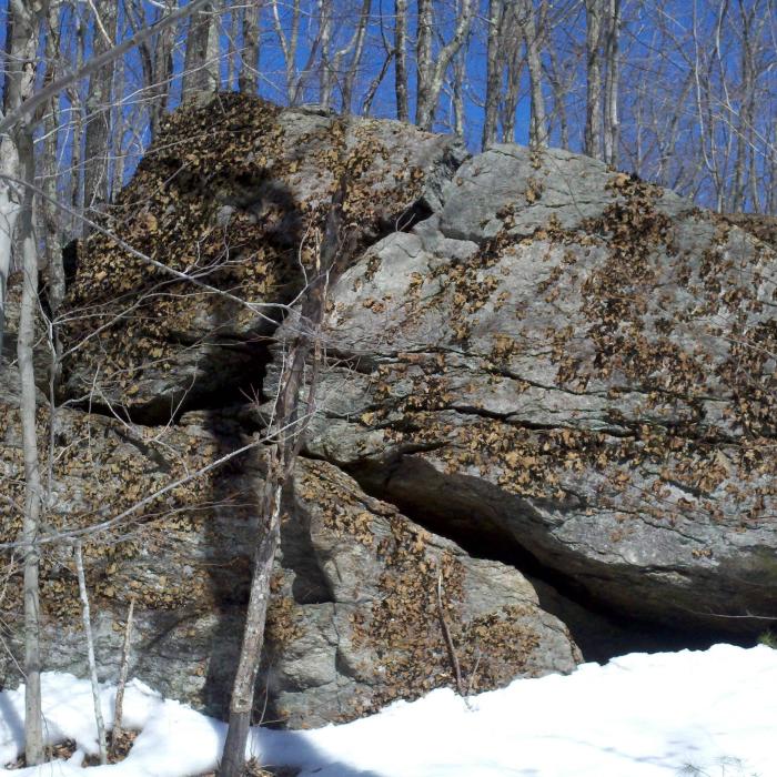 large boulder covered with rock tripe lichen