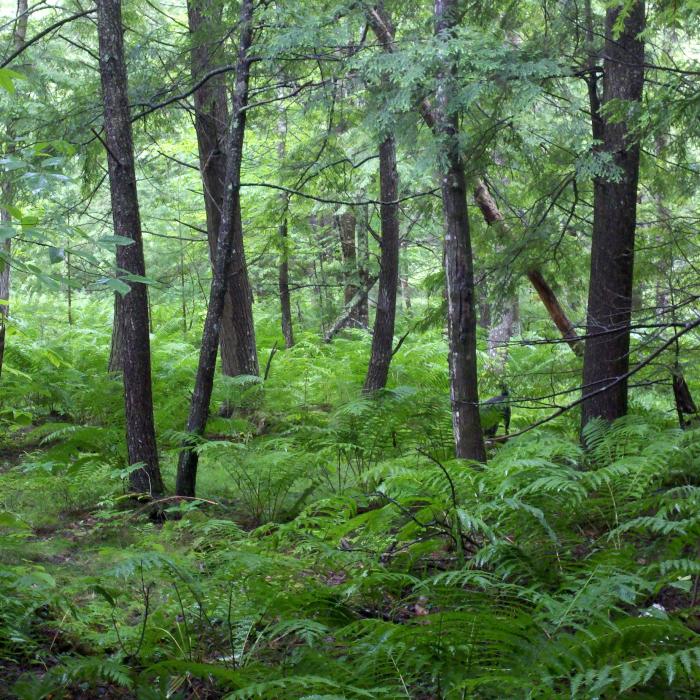 dense ferns in open forest