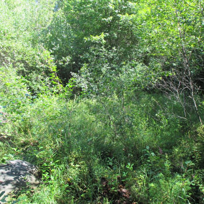 edge of dense wetland area