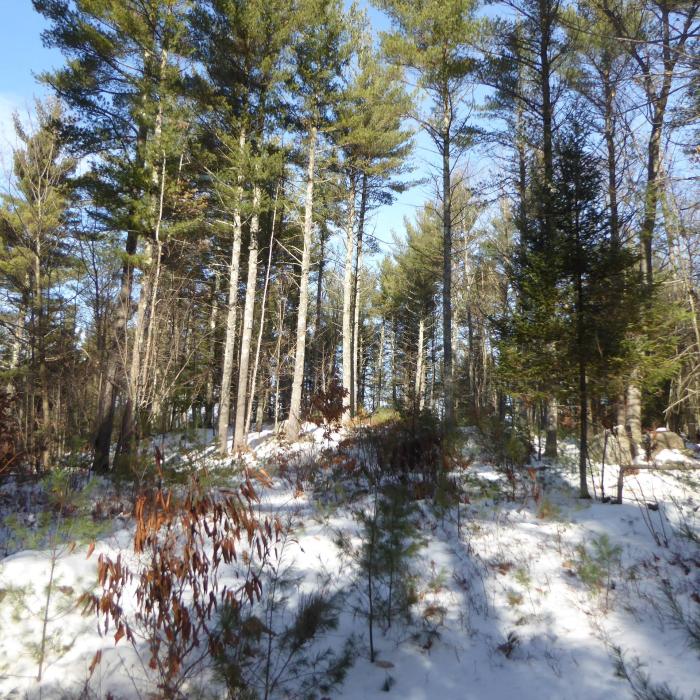 wintertime pine forest