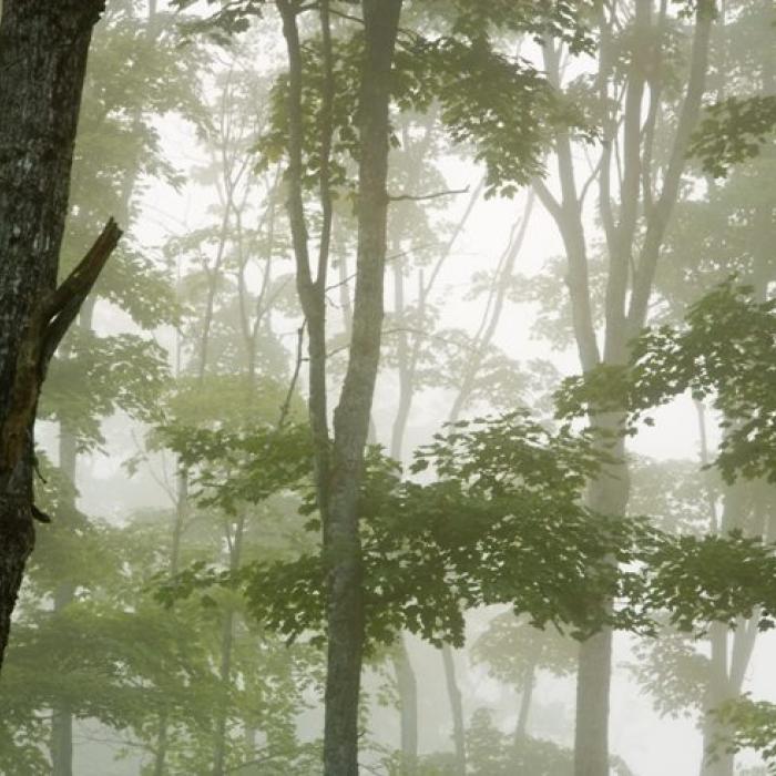 A misty forest.