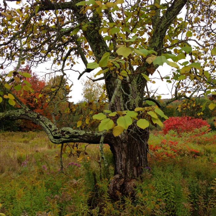 A large tree surrounded by fall colors.