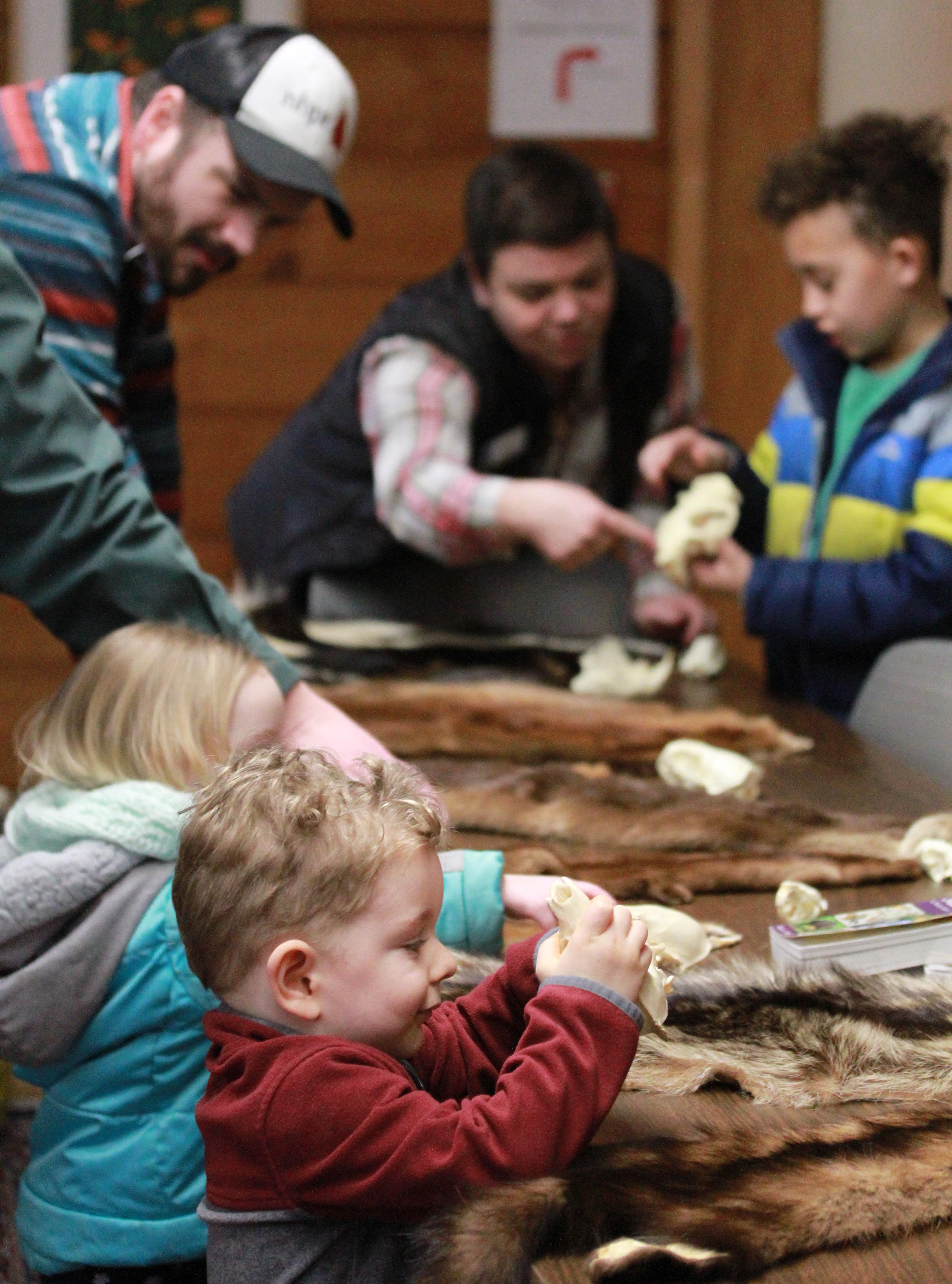 A boy looks at a beaver skull.