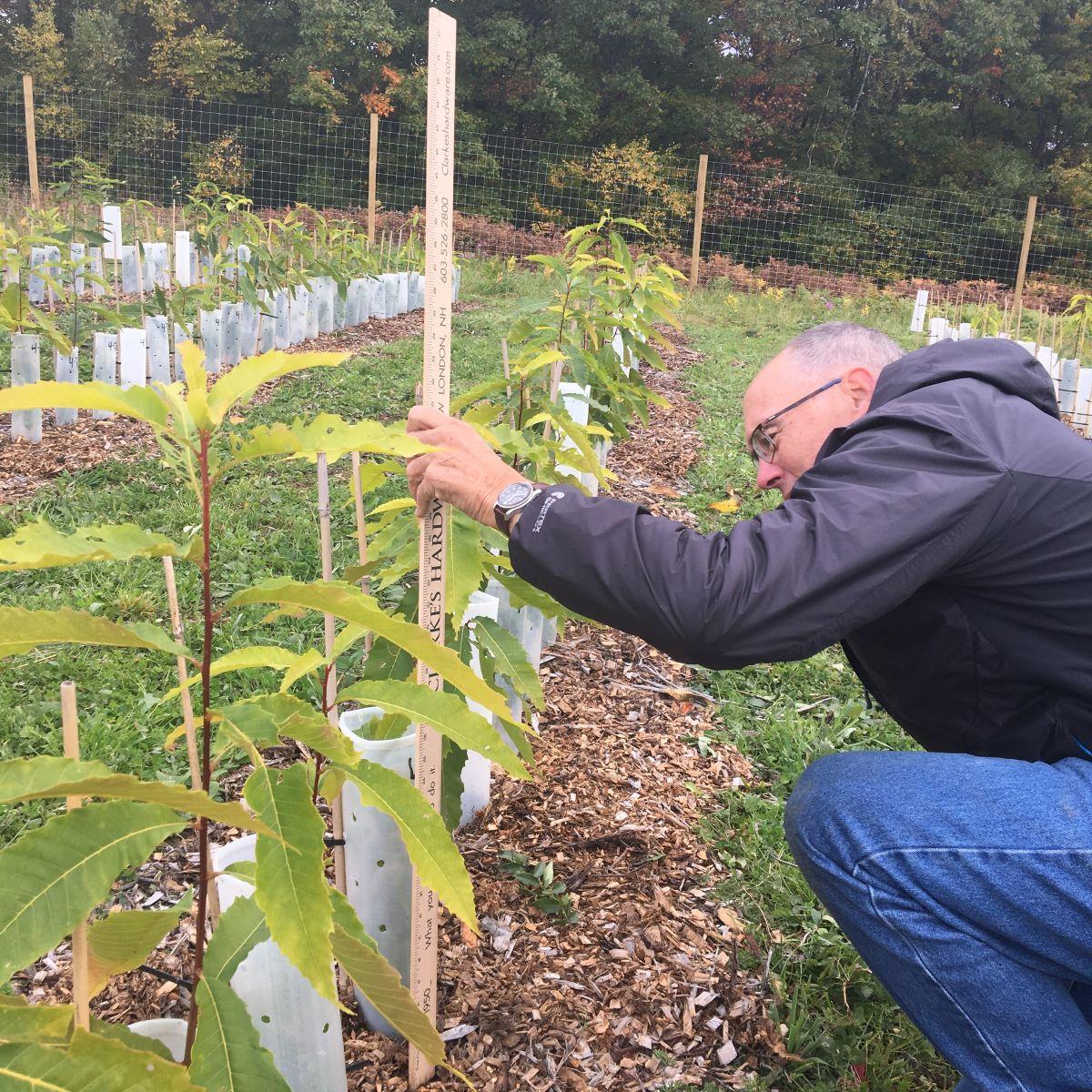 A volunteer measures a chestnut tree in 2019.