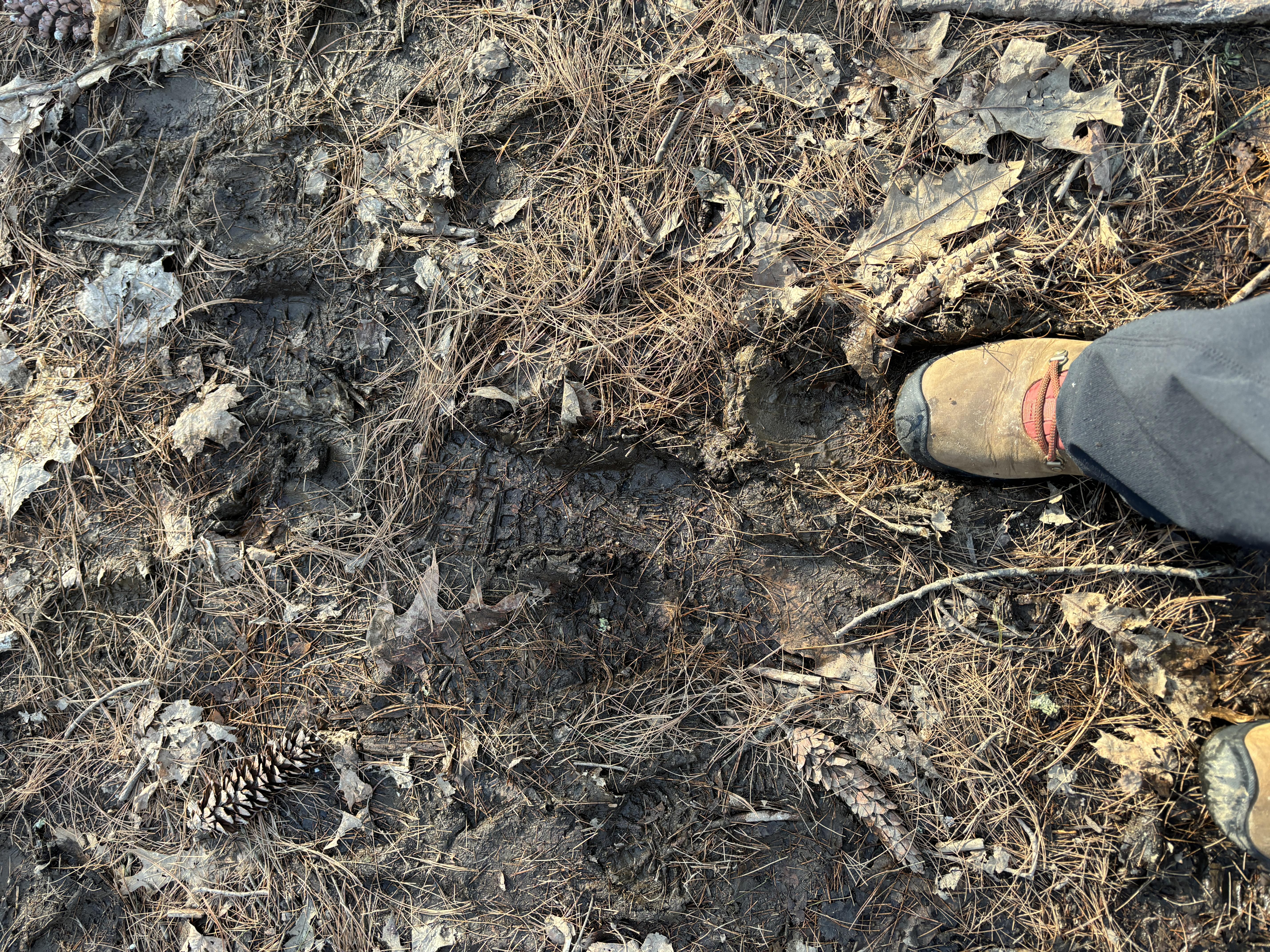 A hiking boot sinks into the mud.