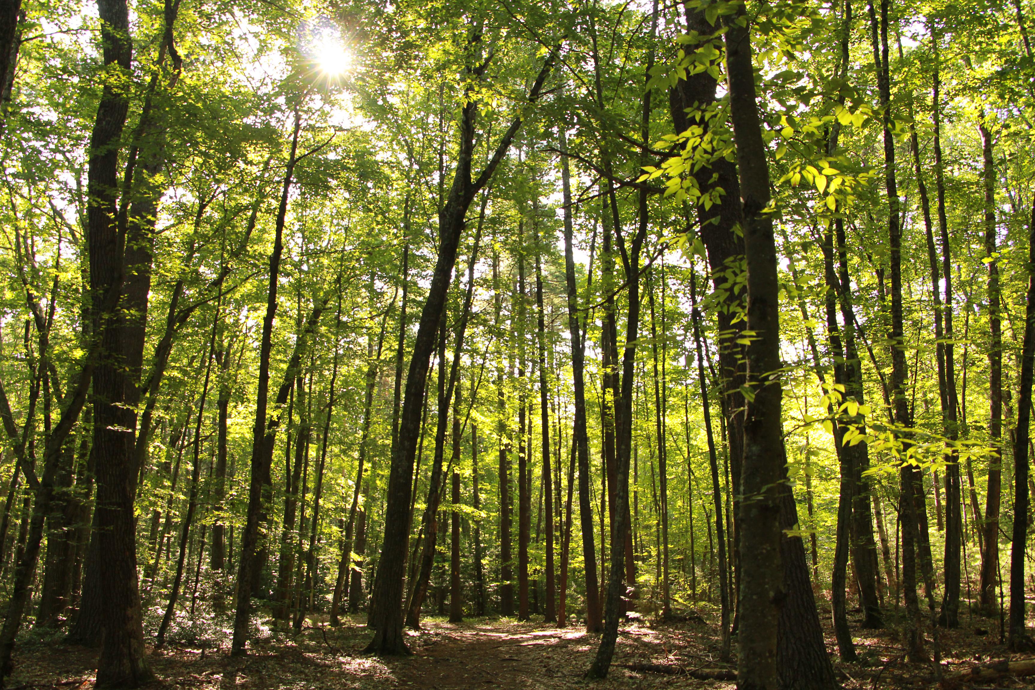 A forest of trees on a sunny summer day
