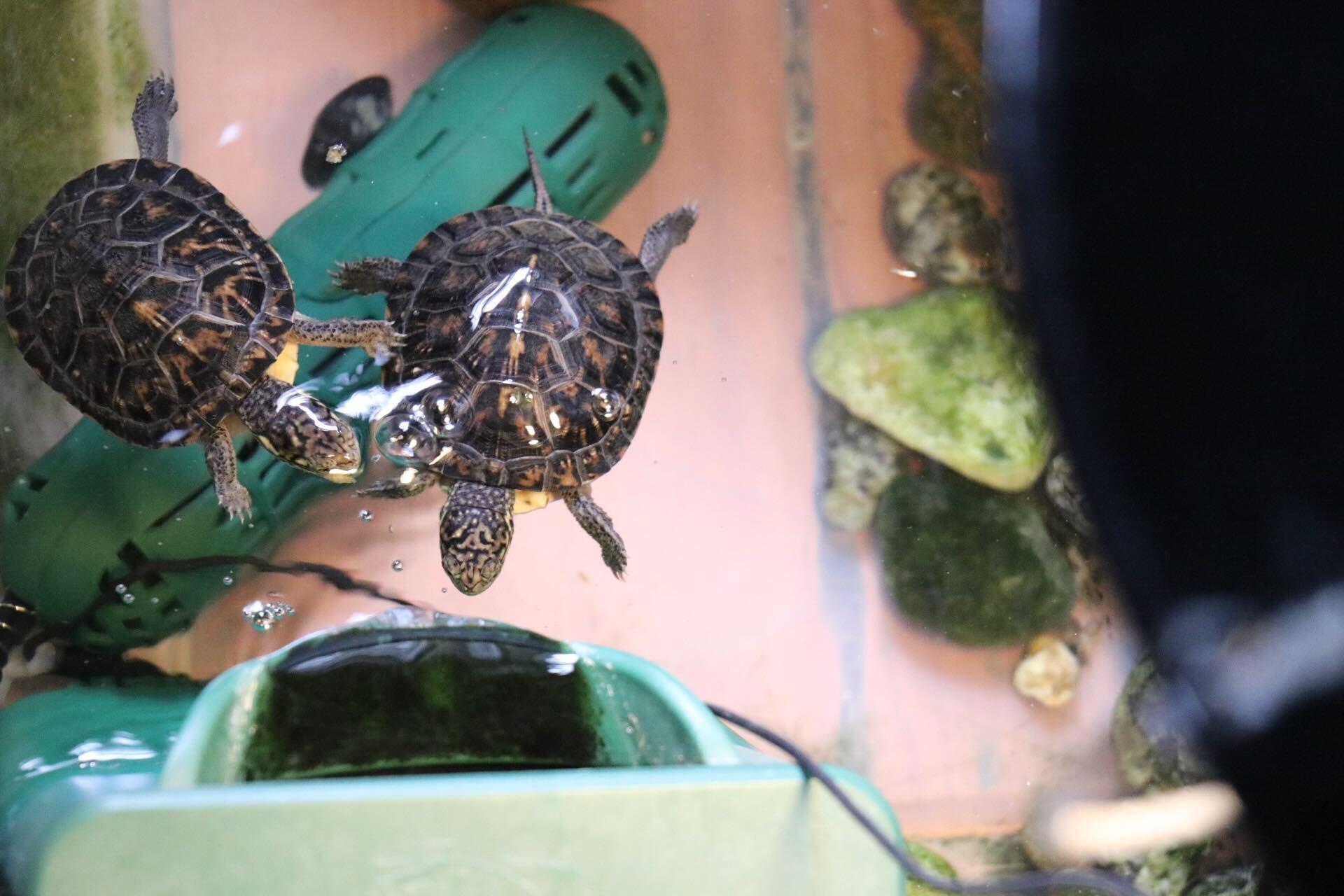 Hatchlings swim in water.