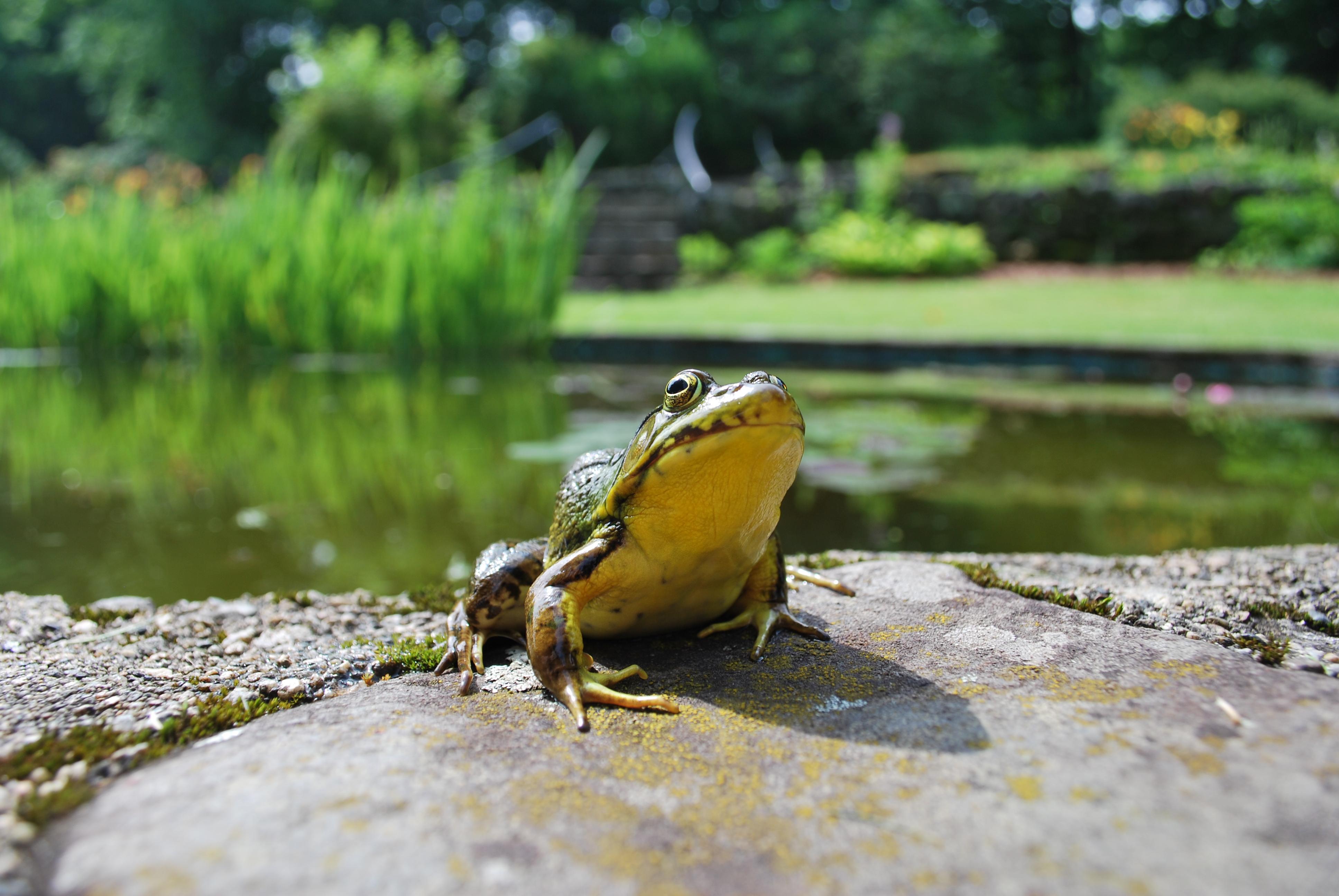 A bullfrog suns itself.
