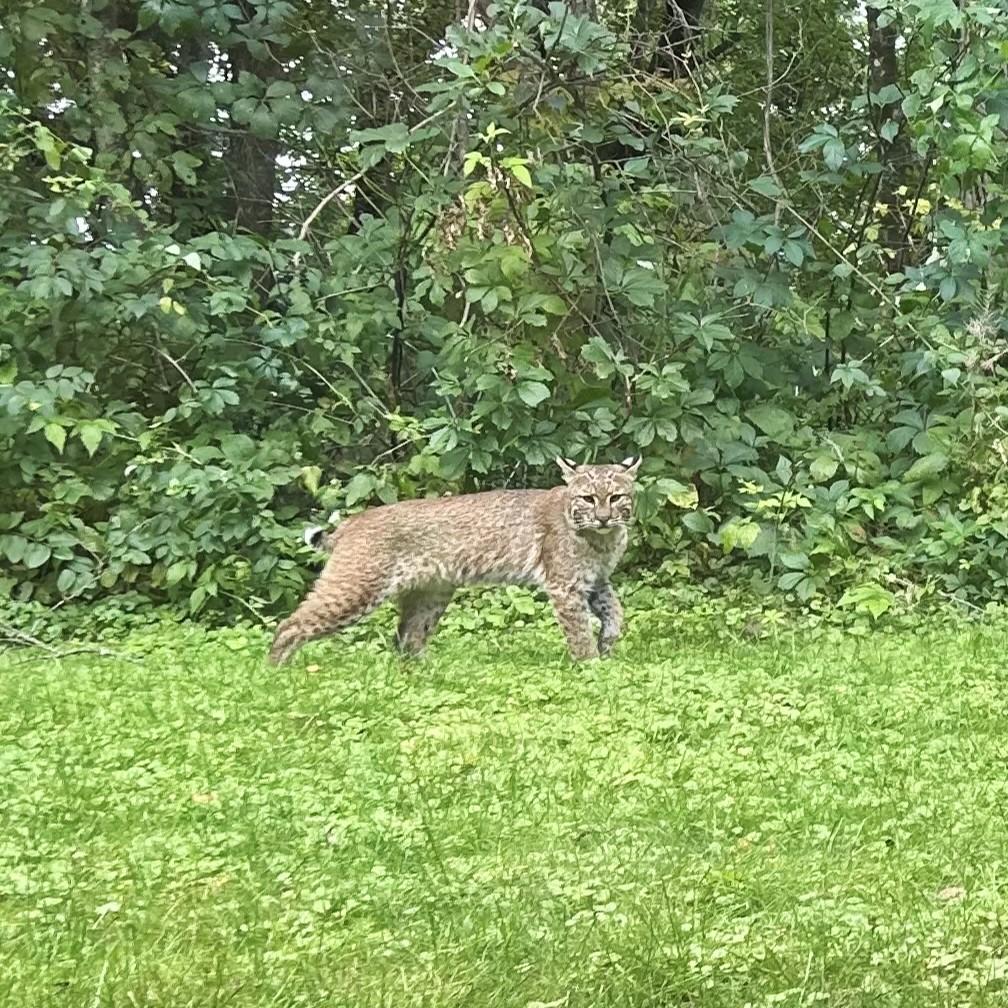 A bobcat near the woods at the Center.