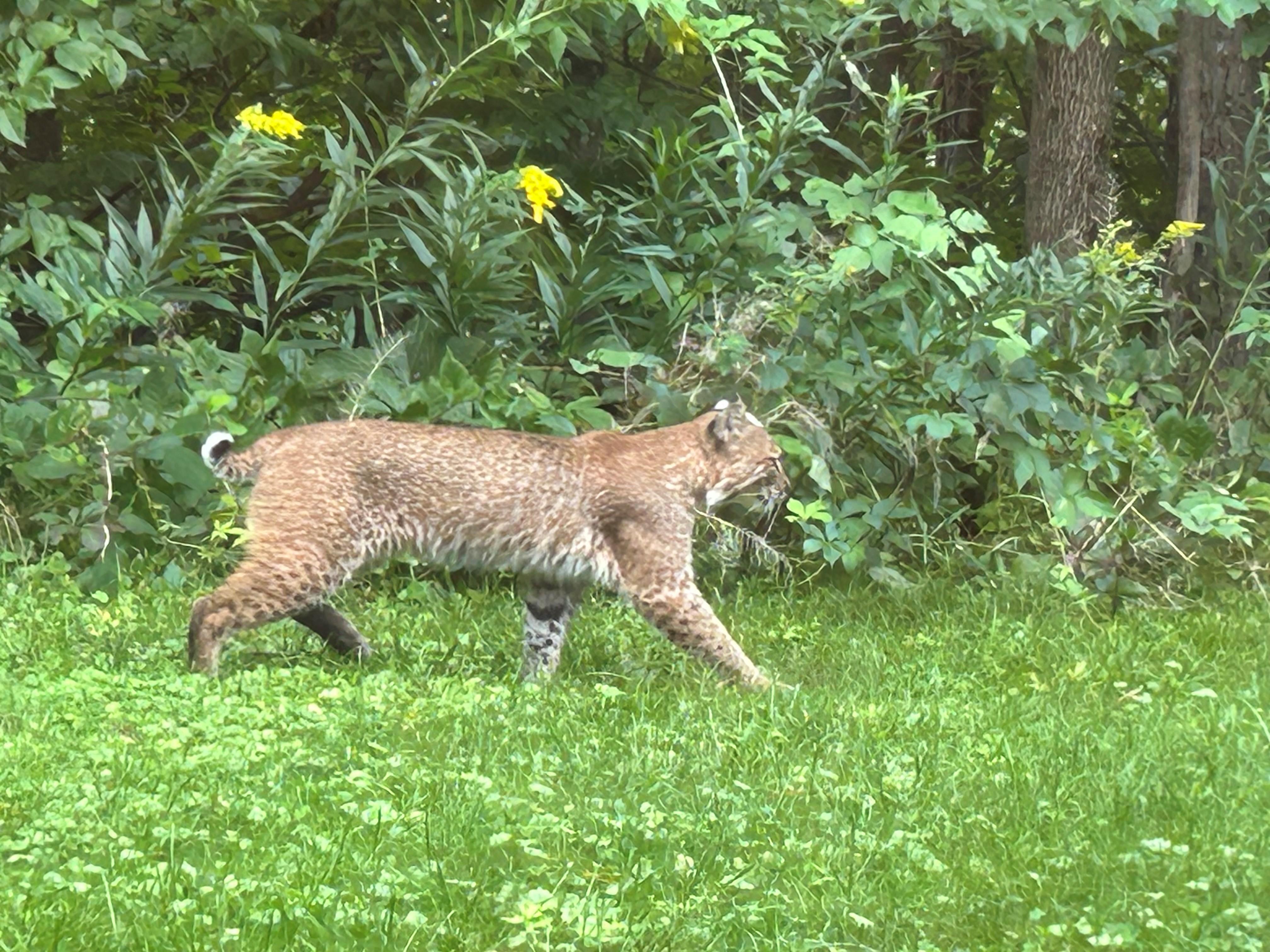 A bobcat near the woods at the Center.